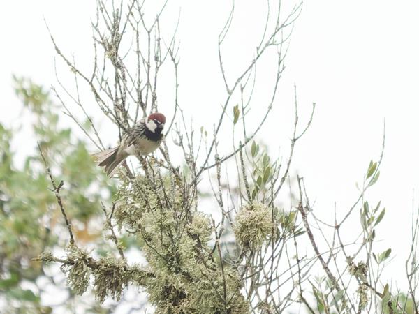 <h3><a href="/trips/extramadura/biota/animalia/chordata/aves/040 passeriformes/113 passeridae/passer hispaniolensis/passer hispaniolensis-nl.html">Passer&nbsp;hispaniolensis</a> / Spanish&nbsp;sparrow / Spaanse&nbsp;mus</h3>OM-1 Mark II met OLYMPUS M.150-400mm F4.5, 1/2000 sec  bij F4.5, ISO 5000, afstand 58.9&nbsp;m